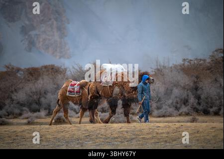 Un homme marche avec deux chameaux bactriens à travers le désert de Hunder dans la vallée de Nubra, au Ladakh, encadré par une scène montagneuse de l'Himalaya Banque D'Images
