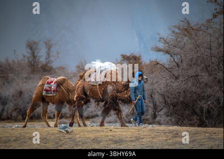 Un homme marche avec deux chameaux bactriens à travers les dunes de sable blanc du désert de Hunder dans la vallée de Nubra, au Ladakh, encadrées par une scène montagneuse de l'Himalaya Banque D'Images