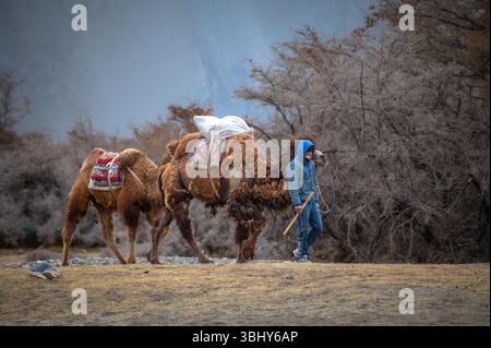 Un homme marche avec deux chameaux bactriens à travers le désert de Hunder dans la vallée de Nubra, au Ladakh, encadré par une scène montagneuse de l'Himalaya Banque D'Images