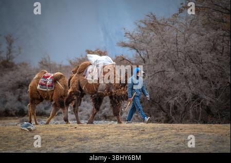 Un homme marche avec deux chameaux bactriens à travers les dunes de sable blanc du désert de Hunder dans la vallée de Nubra, au Ladakh, encadrées par une scène montagneuse de l'Himalaya Banque D'Images