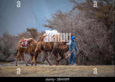 Un homme marche avec deux chameaux bactriens à travers le désert de Hunder dans la vallée de Nubra, au Ladakh, encadré par une scène montagneuse de l'Himalaya Banque D'Images