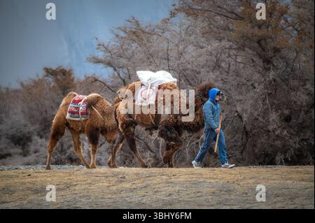 Un homme marche avec deux chameaux bactriens à travers le désert de Hunder dans la vallée de Nubra, au Ladakh, encadré par une scène montagneuse de l'Himalaya Banque D'Images