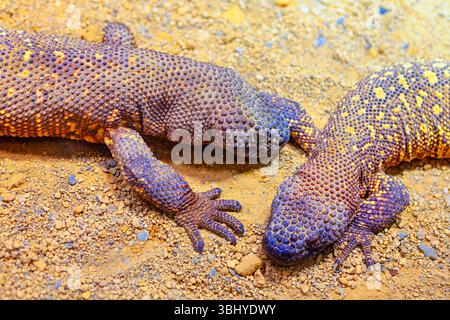 Deux monstres Gila à la peau bosselée et aux motifs tachetés, reposant sur un sol sablonneux et rocheux. Leur proximité et leurs corps texturés soulignent leur un Banque D'Images