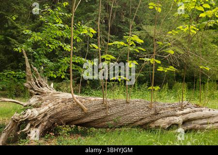 Arbre tombé avec repousse de souche. Banque D'Images