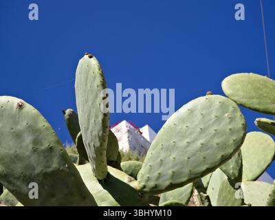 Blocs de cactus verts d'Opuntia ficus-indica avec un mur blanc brillant et des fleurs rouges derrière, sous un ciel méditerranéen bleu vif et sans nuages. Banque D'Images