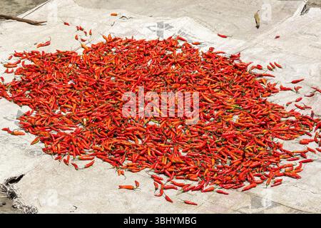 Piments rouges mûrs séchant au soleil pour une saveur et une conservation accrues. Banque D'Images