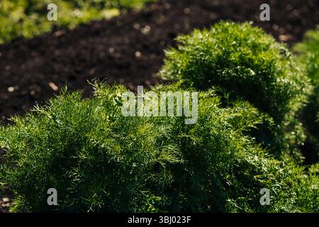 Un buisson verdoyant à l'aneth prospère dans le jardin, éclairé par la lumière du soleil. Les feuilles délicates et plumeuses sont vibrantes contre le sol sombre et fertile, montrer Banque D'Images