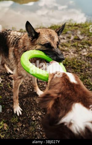 Berger allemand et un Berger australien remorquent un jouet vert près du lac Zaovine dans le parc national de Tara, en Serbie. Chiens heureux jouant dehors dedans Banque D'Images