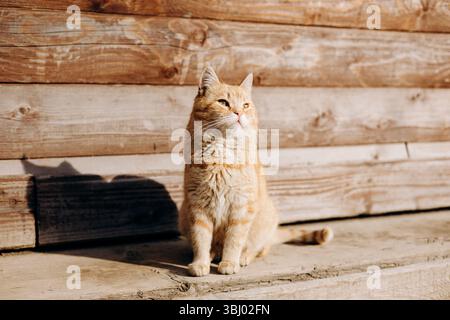Un chat orange domestique est assis calmement sur un porche en bois, se prélasser dans la lumière chaude du soleil. Sa posture détendue et son expression de contenu capturent une outdo paisible Banque D'Images