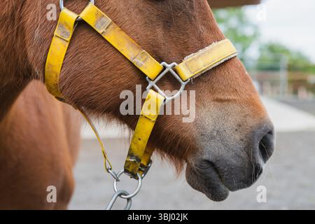 Un gros plan détaillé du visage d'un cheval brun se concentre sur son licou jaune et sa chaîne, mettant en évidence les textures de la fourrure de l'animal et de l'équipement équestre Banque D'Images
