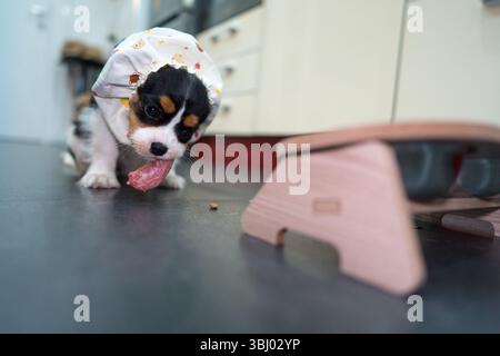 Mignon chiot Cavalier King Charles avec un accessoire d'alimentation, vêtu d'un bonnet, grignotant curieusement de la nourriture, apportant joie et chaleur avec son Banque D'Images