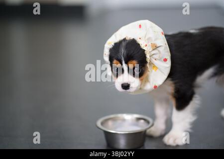 Adorable chiot Cavalier King Charles Spaniel avec un charmant bonnet en tissu à côté d'un bol d'alimentation en métal sur une surface grise lisse, capturant son jeu Banque D'Images