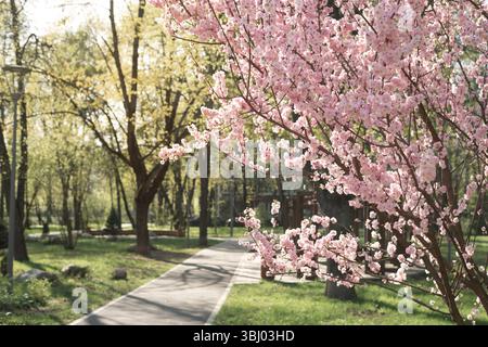 Une scène printanière sereine avec des cerisiers en pleine floraison, bordant un sentier paisible du parc. La lumière douce du soleil filtre à travers les arbres, mettant en évidence le vi Banque D'Images