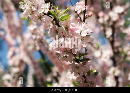 Un gros plan de délicates fleurs de cerisier rose pâle en pleine floraison sur des branches d'arbre sur un fond flou doux, incarnant l'essence vibrante de sp Banque D'Images