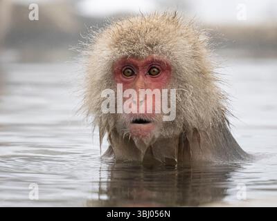 Macaque japonais ou singe des neiges (Macaca fuscata), Jigokudani Yaen-koen, province de Nagano, Japon Banque D'Images