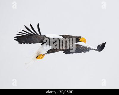 Aigle de Steller (Haliaeetus pelagicus) en vol, Rausu, Hokkaido, Japon Banque D'Images