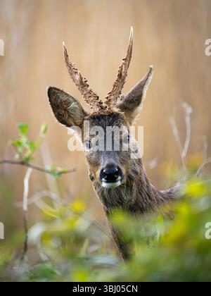 Cerfs mâles (Capreolus capreolus), Cambridgeshire, Angleterre Banque D'Images