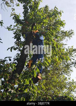 abort travaillant en hauteur pendant l'entretien des arbres et élagage des arbres abort travaillant en hauteur pendant l'entretien des arbres Banque D'Images
