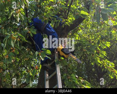 abort travaillant en hauteur pendant l'entretien des arbres et élagage des arbres abort travaillant en hauteur pendant l'entretien des arbres Banque D'Images