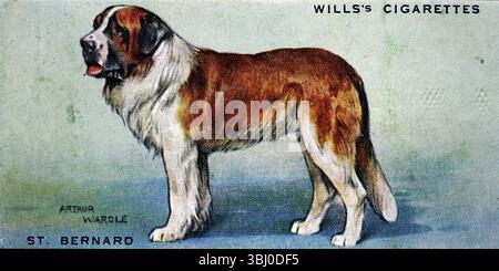Bernard : ce chien, avec son grand crâne carré, a fait son nom comme chien de sauvetage dans les Alpes suisses. D'une série de cartes de cigarettes sur les chiens qui soulignent l'art d'Arthur Wardle. Publiées en 1938 par le fabricant de tabac W. D. & H. O. Wills, les cartes comme celle-ci étaient l'une des normes de l'époque. Banque D'Images