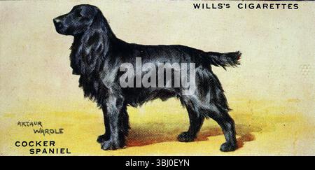 Cocker Spaniel : considéré comme le plus petit mais le plus populaire de toutes les races de spaniel. D'une série de cartes de cigarettes sur les chiens qui soulignent l'art d'Arthur Wardle. Publiées en 1938 par le fabricant de tabac W. D. & H. O. Wills, les cartes comme celle-ci étaient l'une des normes de l'époque. Banque D'Images