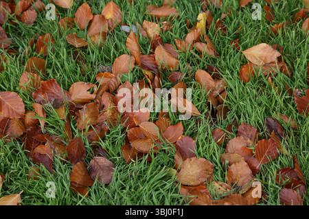 Feuilles d'automne sur herbe en octobre Banque D'Images