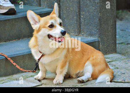Adorable chien Corgi Banque D'Images