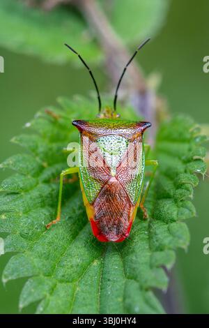 Bleuet de l'aubépine (Acanthosoma haemorrhoidale), Angleterre, Royaume-Uni Banque D'Images