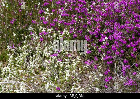 Cloche bruyère (Erica cinerea) avec des fleurs colorées, poussant sur les landes à côté de la paille de lit de bruyère (Galium saxatile), couleurs contrastées, Angleterre, Royaume-Uni Banque D'Images