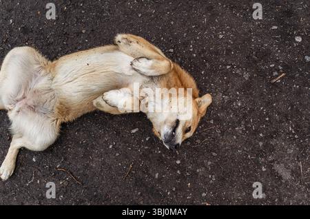 Grand chien beige s'amusant sur la pelouse en été. Chien allongé sur le sol et jouant. Concept d'animaux mignons Banque D'Images