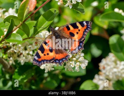 Petit nectaring en écaille de tortue sur Wild Privet. Harewood Common, Andover, Hampshire, Angleterre. Banque D'Images