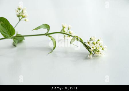 Tige élégante de vincetoxicum hirundinaria avec des grappes de petites fleurs blanches et des feuilles vertes luxuriantes, photographiées sur un fond clair. Un moi classique Banque D'Images
