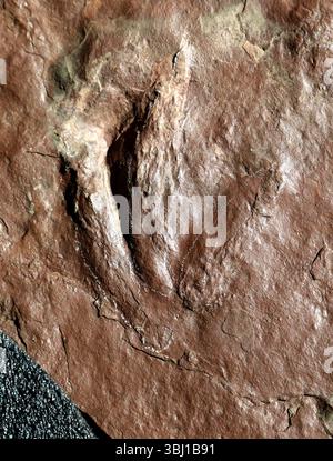 (250612) -- PÉKIN, 12 juin 2025 (Xinhua) -- cette photo prise le 19 février 2025 montre les empreintes découvertes dans le comté de Huaiji, ville de Zhaoqing, province du Guangdong, dans le sud de la Chine. Une équipe de recherche de l'Université chinoise des géosciences (Pékin) a annoncé jeudi qu'elle avait enregistré, pour la première fois, une combinaison de traces de mammifères et de dinosaures dans les strates du Crétacé dans le comté de Huaiji, ville de Zhaoqing dans la province du Guangdong, au sud de la Chine. La piste mammaliforme nouvellement découverte mesure seulement 1,8 centimètres de longueur, selon l'équipe de recherche. POUR ALLER AVEC 'Crétacé mammaliaform tra Banque D'Images