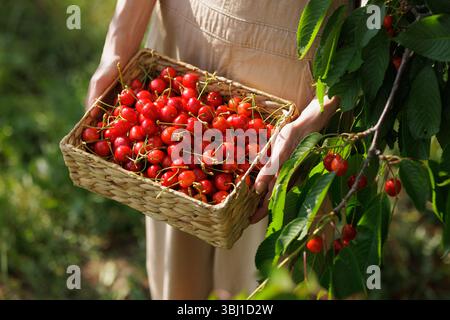 Cerises fraîchement récoltées dans un panier en osier tenu par une femme près d'un cerisier, mettant en valeur l'agriculture naturelle, la santé et les fruits d'été saisonniers. Banque D'Images
