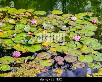 Vue sereine sur les nénuphars roses fleurissant sur un étang calme. L'image capture la beauté naturelle des plantes aquatiques entourées de nénuphars verts luxuriants, reflétant une atmosphère estivale paisible Banque D'Images