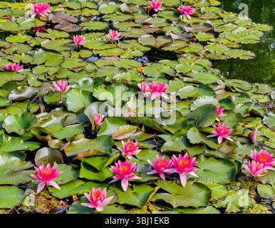 Vue sereine sur les nénuphars roses éclatants qui fleurissent sur un étang calme. L'image capture la beauté naturelle des plantes aquatiques entourées de nénuphars verts luxuriants Banque D'Images