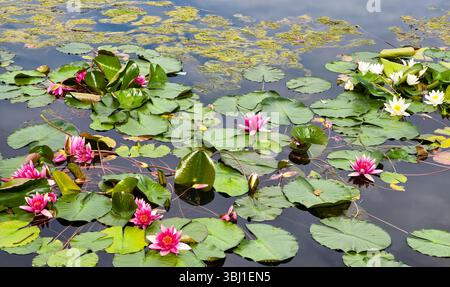 Charmante scène d'un étang tranquille orné d'une variété de nénuphars. Les fleurs roses frappantes sont entrecoupées de délicates fleurs blanches, toutes reposant sur des nénuphars verts luxuriants Banque D'Images