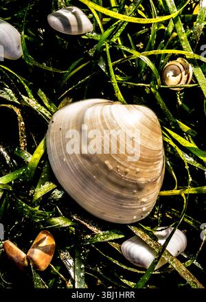 Un gros plan de coquillages et d'une coquille d'escargot nichée parmi les algues vertes. Banque D'Images
