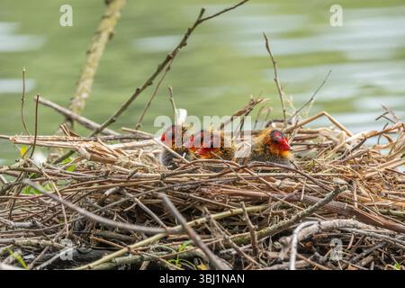 Poussins de coot de quelques jours (Fulica atra) dans leur nid. Bas rhin, alsace, grand est, France, Europe. Banque D'Images