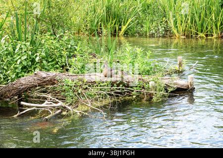 Canard colvert femelle et caneton assis sur une bûche dans une rivière Banque D'Images