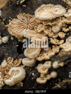 Très petite colonie de champignons huîtres pelants poussant à l'extrémité d'une branche pourrie ; macrophotographie empilée capturée dans une forêt des Andes orientales Banque D'Images