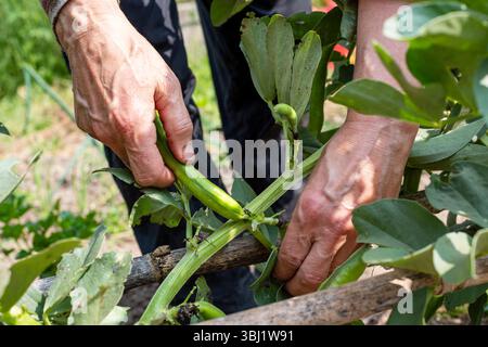 Gros plan des mains de fermier cueillant des fèves fraîches dans un champ biologique. Récolte de jardin de printemps. Agriculture traditionnelle. Banque D'Images