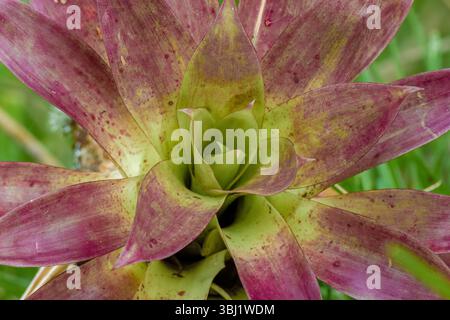 Vue de dessus d'une plante de tillandsia attachée à une branche, dans une forêt dans les montagnes orientales des Andes du centre de la Colombie, près de la réserve naturelle d'Iguaque Banque D'Images