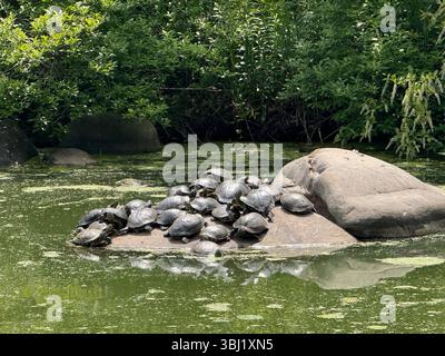 Tortues bronzant sur quelques rochers sur la voie navigable au LeFrak Center à Lakeside à Prospect Park, Brooklyn, New York. Banque D'Images