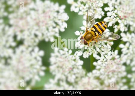 Vue d'en haut de l'Hoverfly mâle, Syrphus ribesii, se nourrissant des fleurs de l'eau dropwort Hemlock, Oenanthe crocata, Royaume-Uni Banque D'Images