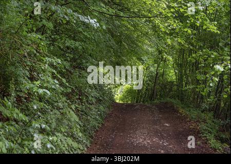 Chemin forestier dans une forêt de printemps, Bavière, Allemagne, Europe Banque D'Images
