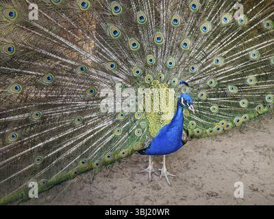 Magnifique paon avec plumage bleu irisé et vert éclatant. Les plumes élégantes s'étendent en éventail, affichant des motifs d'oeil complexes dans les tons d'or et Banque D'Images