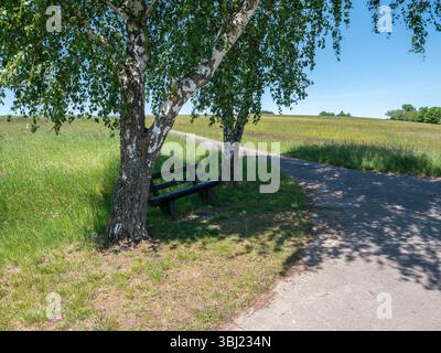 Sentier rural paisible avec un banc sous un bouleau, entouré de champs verts et d'un ciel bleu par une journée d'été ensoleillée. Banque D'Images