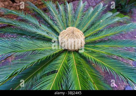 Fruits et graines de palmier sagou japonais (Cycad Sago, Cycas revoluta ou sotetsu gymnosperm) appartenant à la famille des Cycadaceae Banque D'Images