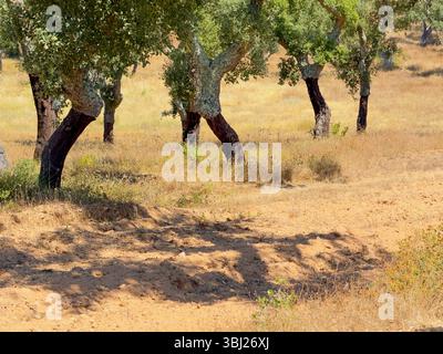 Chênes-lièges dans un paysage d'été sec en Alentejo, Portugal, montrant l'écorce récoltée et des paysages boisés méditerranéens typiques. Banque D'Images